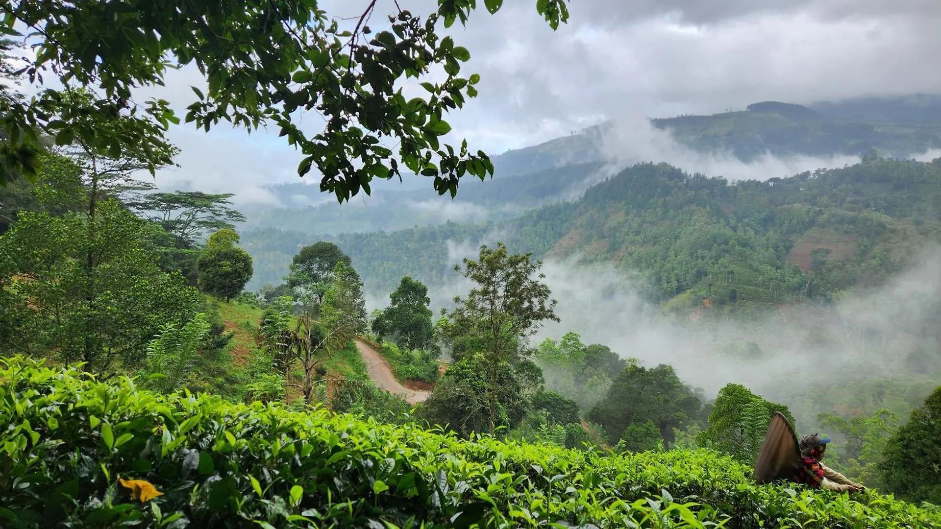 Jade Villas - Digana Kandy